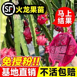 红心火龙果树果苗海南新鲜四季南北方种植盆栽阳台庭院嫁接果树苗