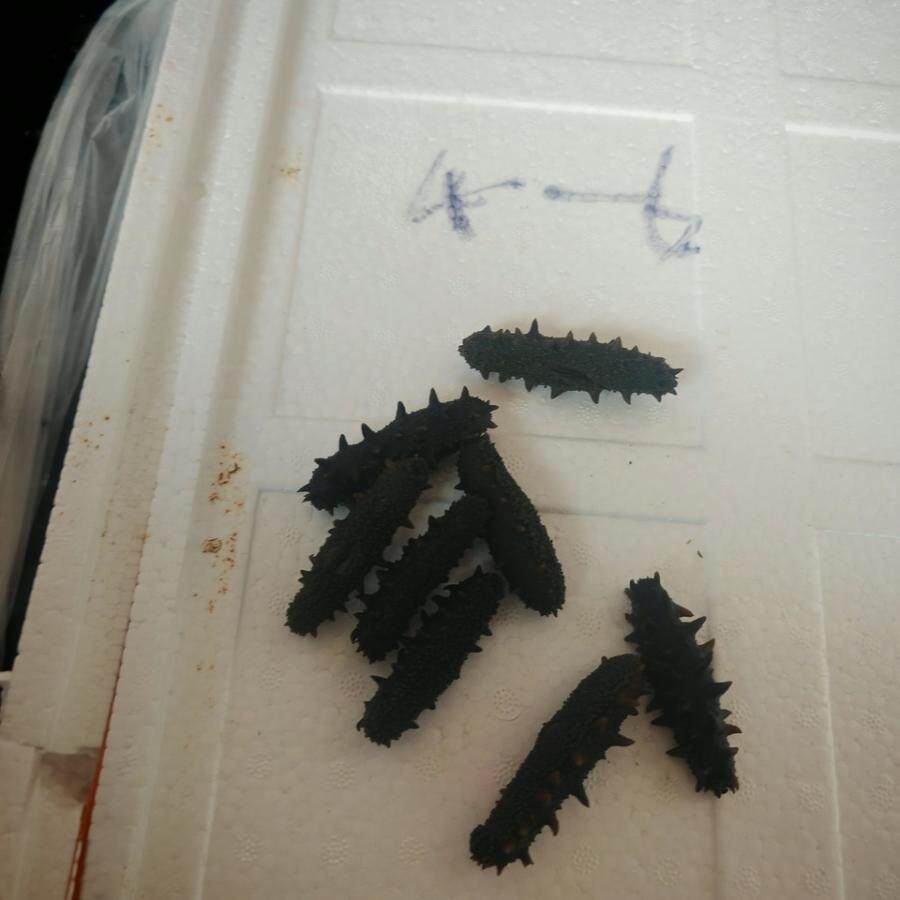 12月25日宁德质押拉缸盐海参2222.5公斤网络拍卖公告