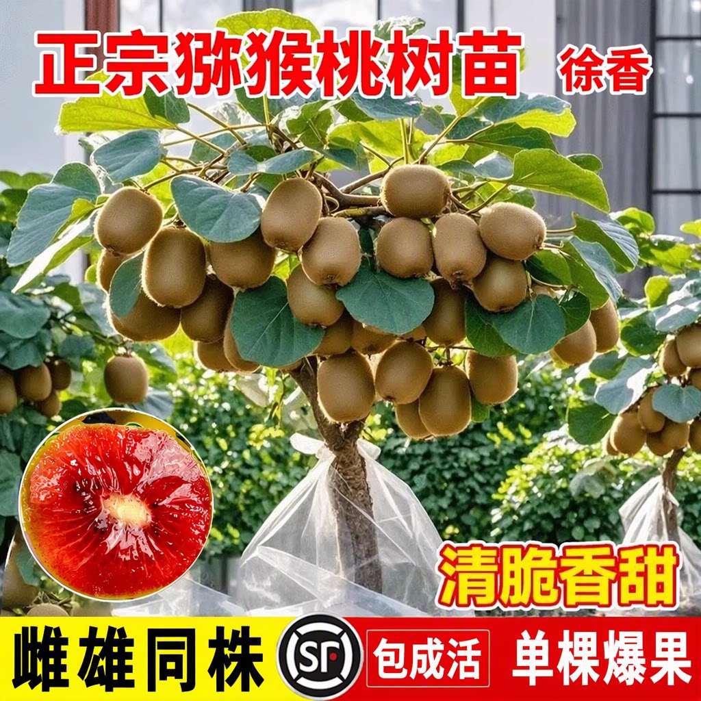徐香猕猴桃苗雌雄同株嫁接苗包成活当年结果南北方庭院四季可种植