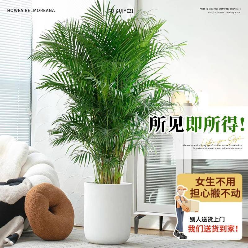 富贵椰子植物盆栽室内客厅大型绿植散尾葵凤尾竹办公四季常青好养