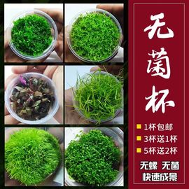 无菌杯水草造景水溶爬迷你矮地珍珠草，牛毛挖耳莫斯宫廷鹿角辣椒榕