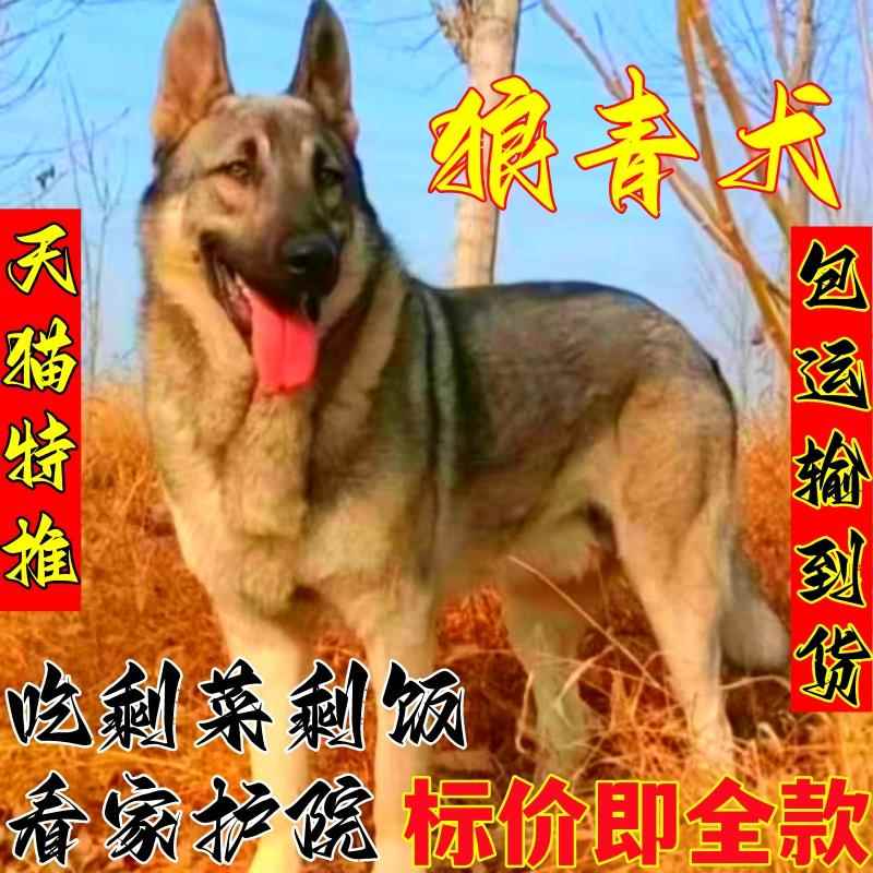 狼青大型幼犬昆明狗狗幼崽青犬看家活体护卫大型犬家养中华狼青犬