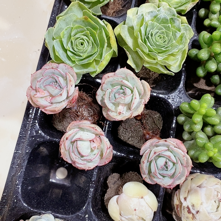 云南精品多肉!克罗地亚玫瑰
