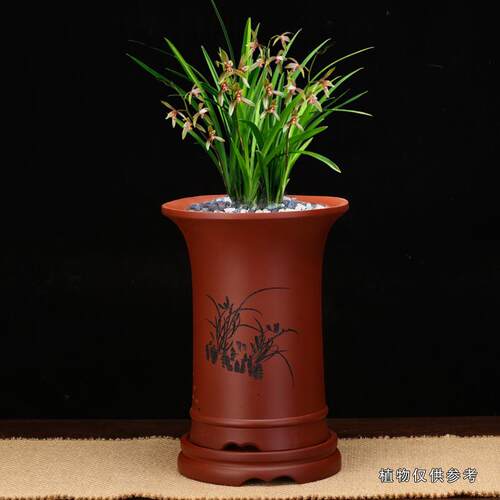 宜紫砂兰花兴盆带1229底座阳台摆君子兰春建兰绿萝蝴蝶件花卉绿植