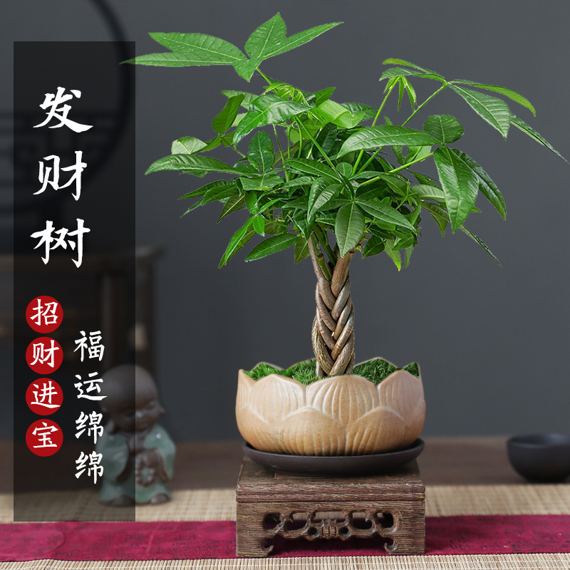 五编辫子发财树小盆栽室内绿植盆栽桌面摆件好养易活四季常青盆景