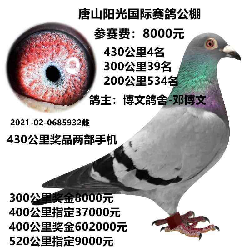 信鸽活体.成绩鸽公棚鸽幼鸽国血信鸽杨阿腾天落鸟明家信鸽包邮3