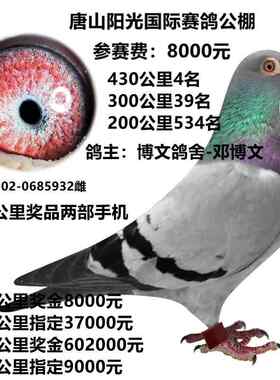 信鸽活体.成绩鸽公棚鸽幼鸽国血信鸽杨阿腾天落鸟明家信鸽包邮3