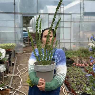 刀叶三角叶金合欢尤加利盆栽阳台多年生耐寒植物INS风绿植时令花
