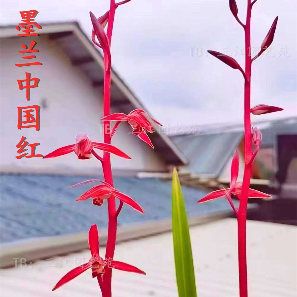 墨兰中国红兰花浓香好养正格红花室内客厅庭院绿植盆栽花卉美观