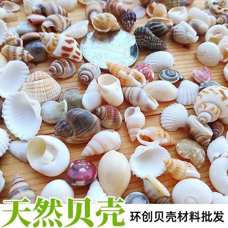贝壳海螺手工创意画diy幼儿园手工制作送海星鱼缸造景装饰图片