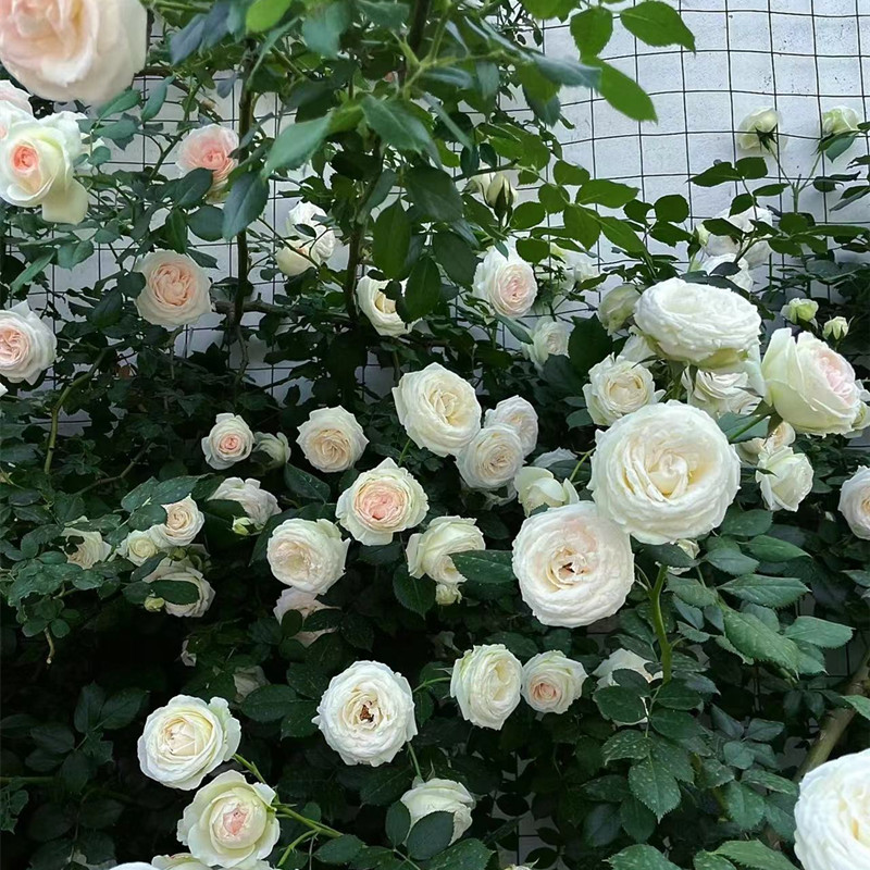 白色龙沙宝石藤本月季盆栽阳台室内栅栏爬藤蔷薇玫瑰花卉爬墙植物
