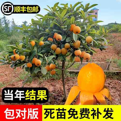 枇杷果苗无核砂糖枇杷苗无核枇杷树苗嫁接盆栽特大庭种植当年结果