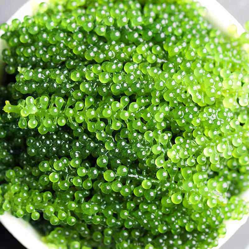 盐渍新鲜海葡萄即食鲜活寿菜寿司料理海藻海菜
