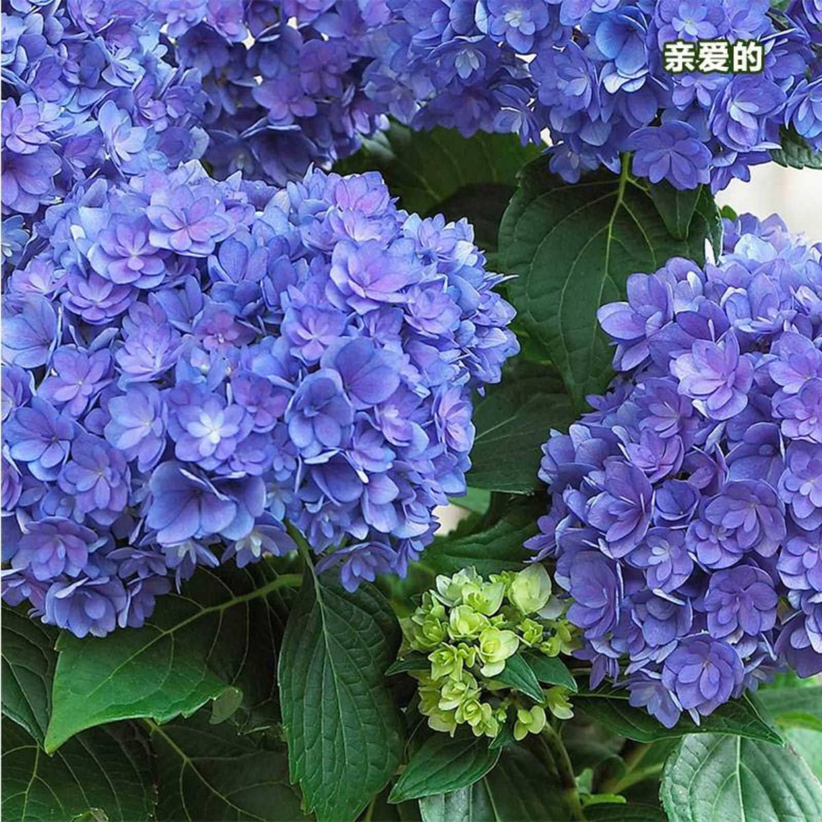 重瓣大花绣球你我一起3加仑大苗阳台露台花园多年生好养开花花苗