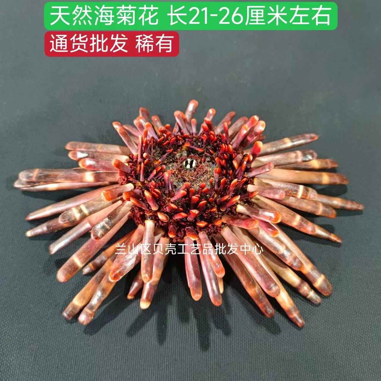 海葵花天然21-26厘米海洋风情装饰高档场所房间创意摆件观赏收藏
