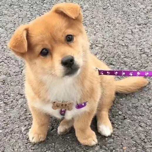 大黄狗中华田园犬纯土狗看家护院家狗黑狗黄狗白面幼崽家养土狗崽
