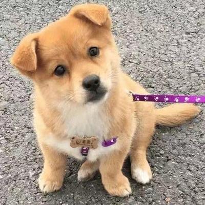 大黄狗中华田园犬纯土狗看家护院家狗黑狗黄狗白面幼崽家养土狗崽
