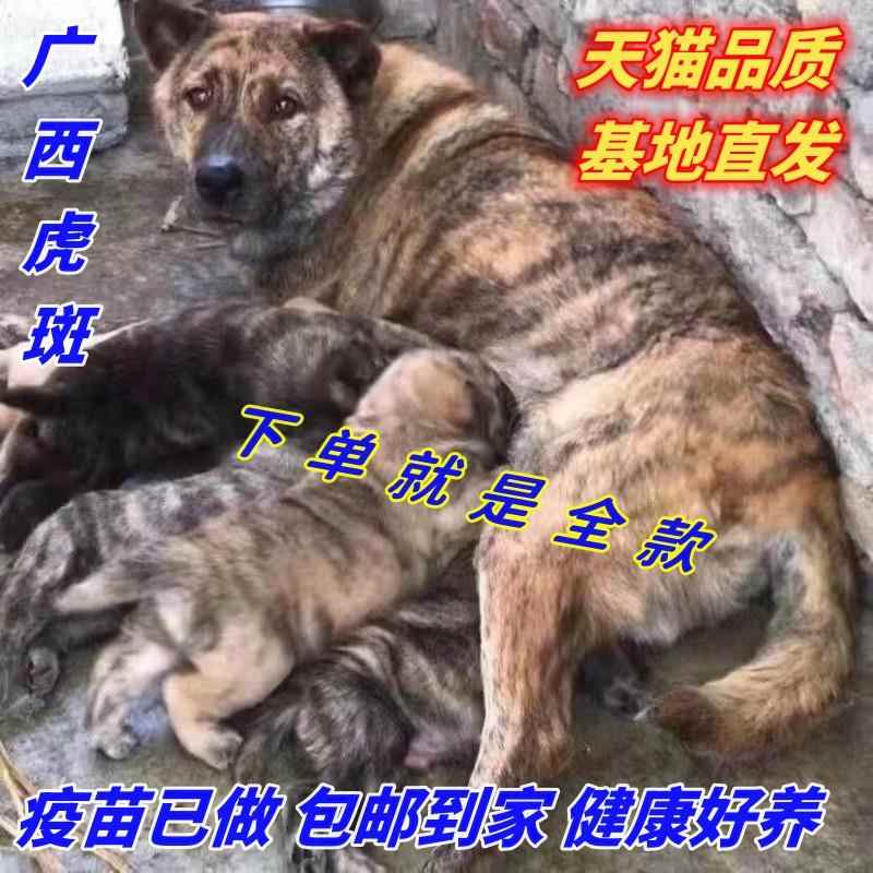 虎斑犬大骨架五黑犬广西土猎狗四眼狗中华田园犬虎斑猎犬活体养殖