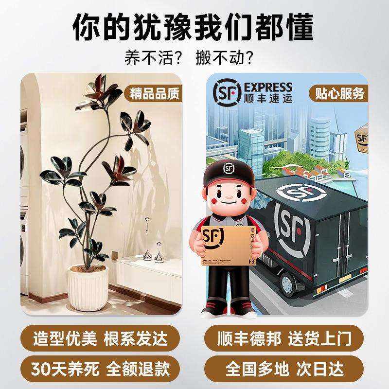 橡皮树黑金刚客厅大盆栽绿植室内客厅办公室大型植物旺宅真花禄植