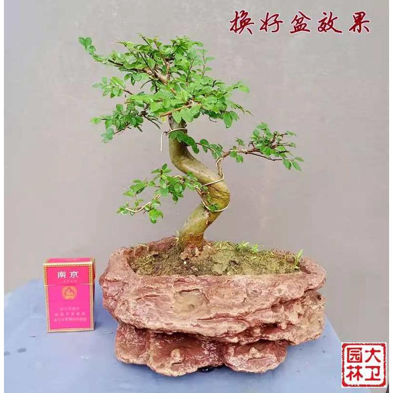老桩小叶榆树造型盆景懒人绿植盆栽室内书房桌面好养小叶榔榆提根