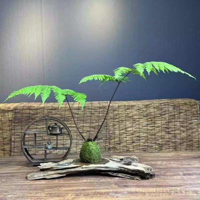 室内绿植红磷蕨水培苔藓球蕨类植物磷毛蕨盆栽