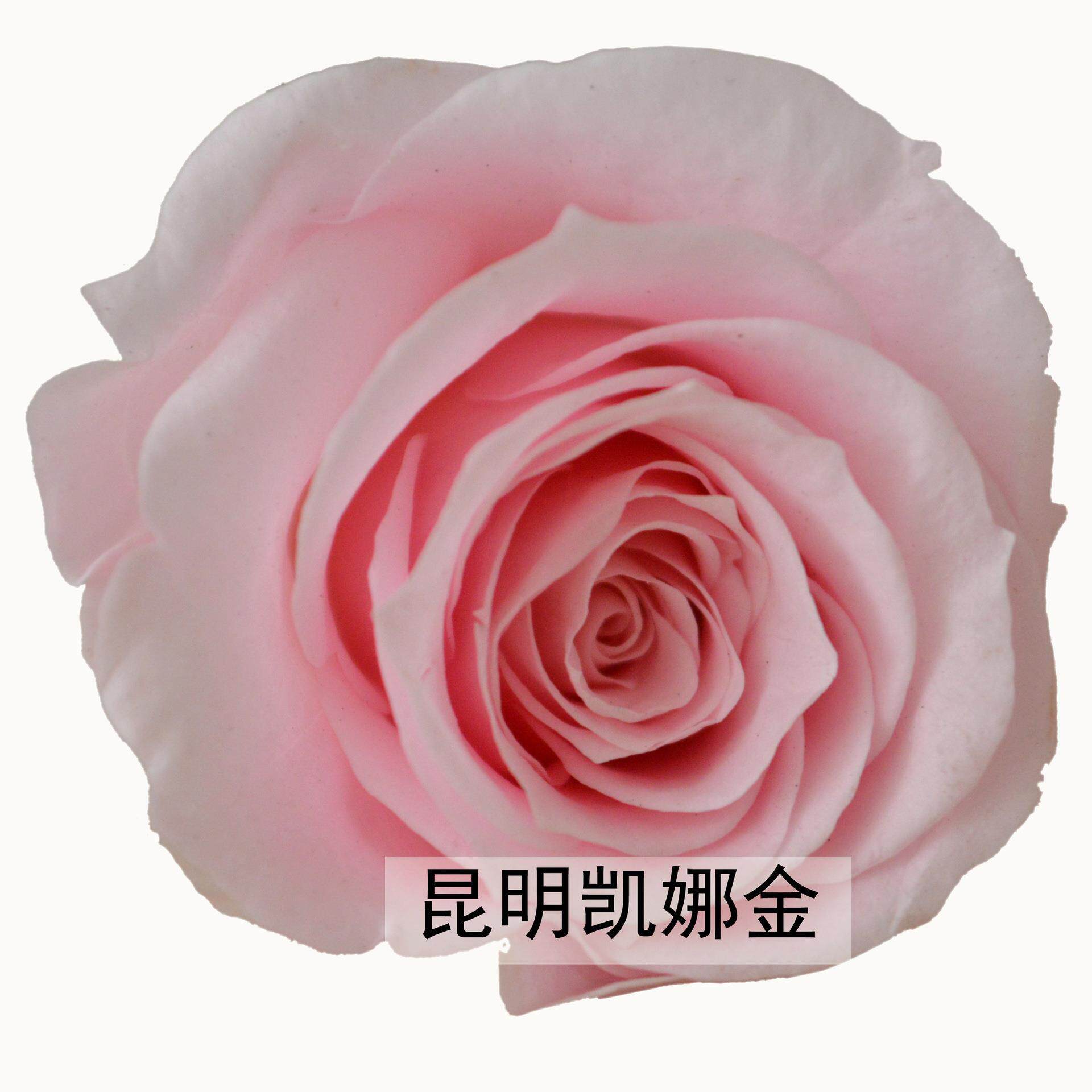 新款直销2-3cmA级永生花保鲜玫瑰花创意七夕情人节生日礼品礼物配