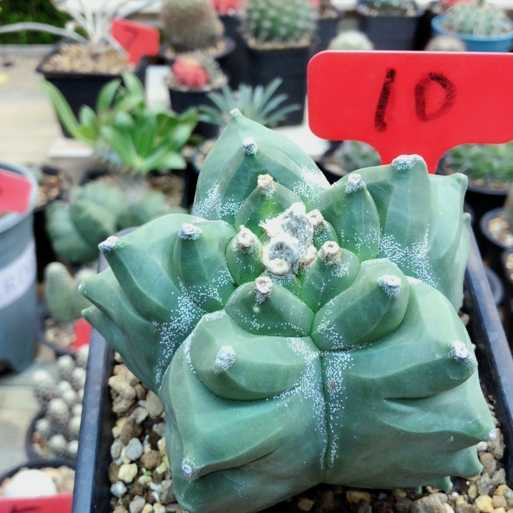 精品仙人球直播.实生龟甲鸾凤玉10.5lm