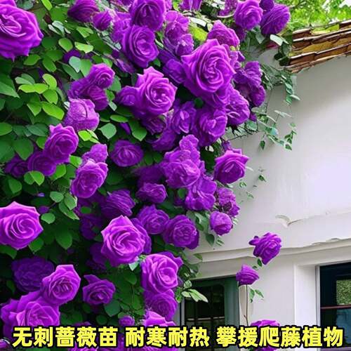 【5棵装】无刺蔷薇花苗攀缘爬藤植物耐寒蔷薇月季四季开耐热花卉