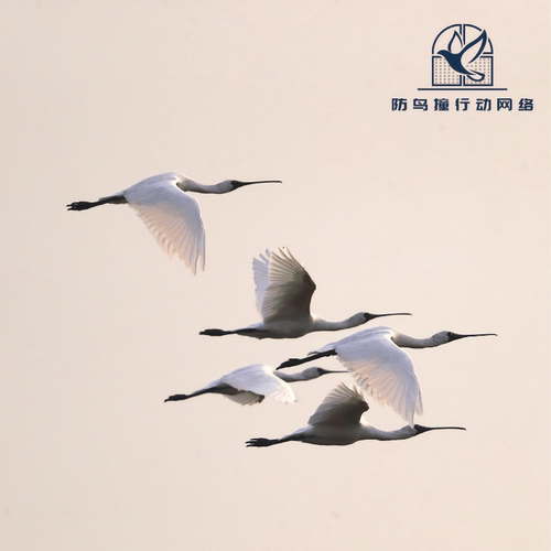 守护城市飞羽，点亮鸟儿的生命之光