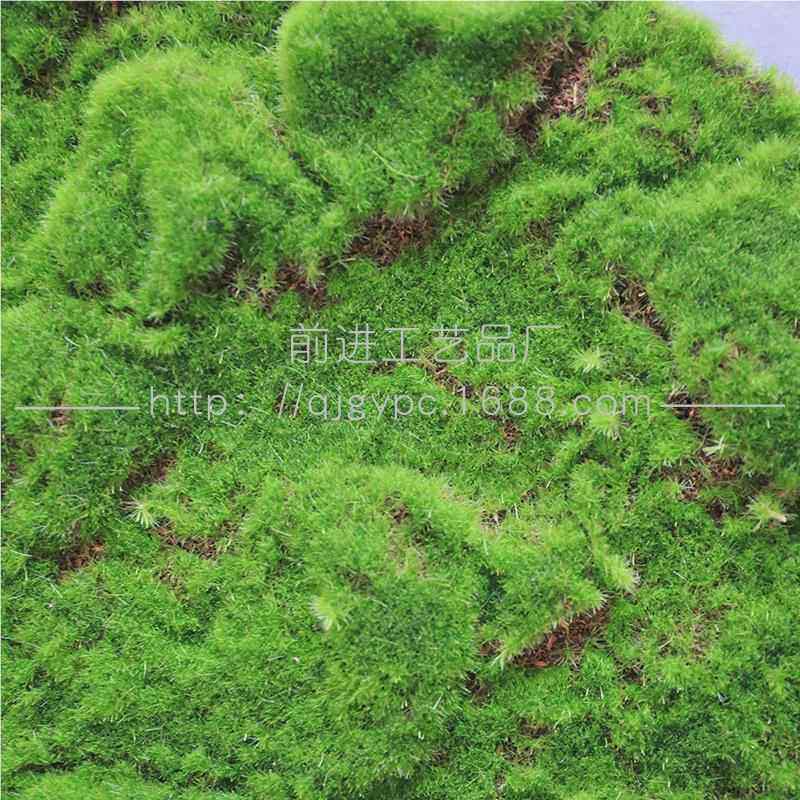 墙仿真苔藓坪假草植植毛0020220青苔苔藓草坪室内物景观背景装饰