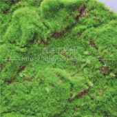 墙仿真苔藓坪假草植植毛0020220青苔苔藓草坪室内物景观背景装 饰