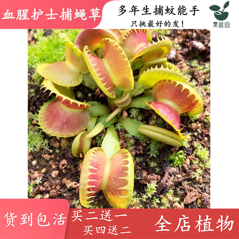 血腥护士捕蝇草 变异奸笑异形食虫植物绿植盆栽室内窗台食虫草