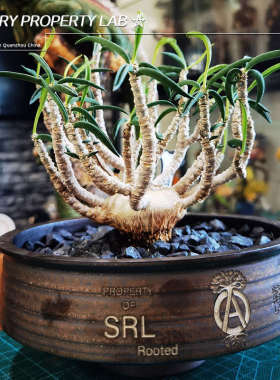 葡萄翁龟甲龙惠比须笑大黑象牙宫潮流植物块根花盆SRL植本钵NBHD