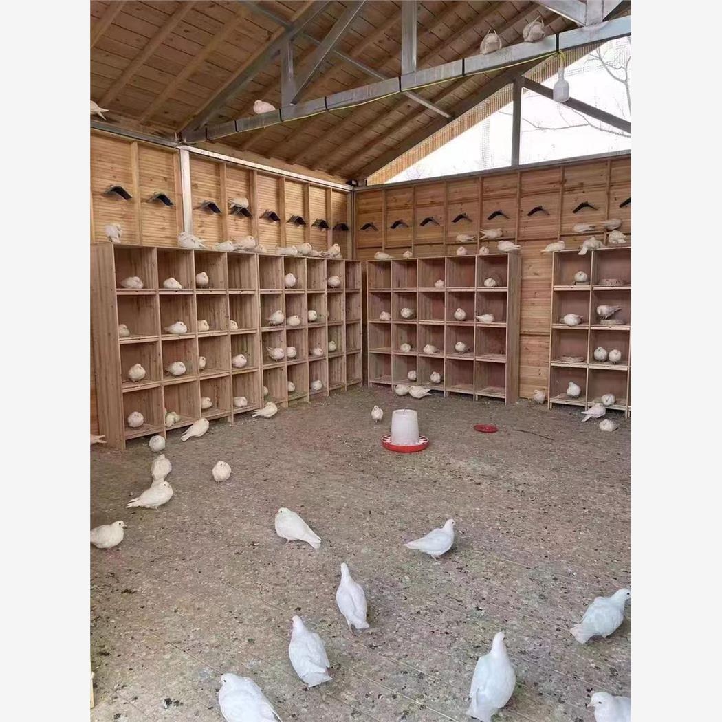 信鸽组合巢箱实木赛鸽巢箱大号孵化配对巢箱大款阳台鸽笼纯实木笼