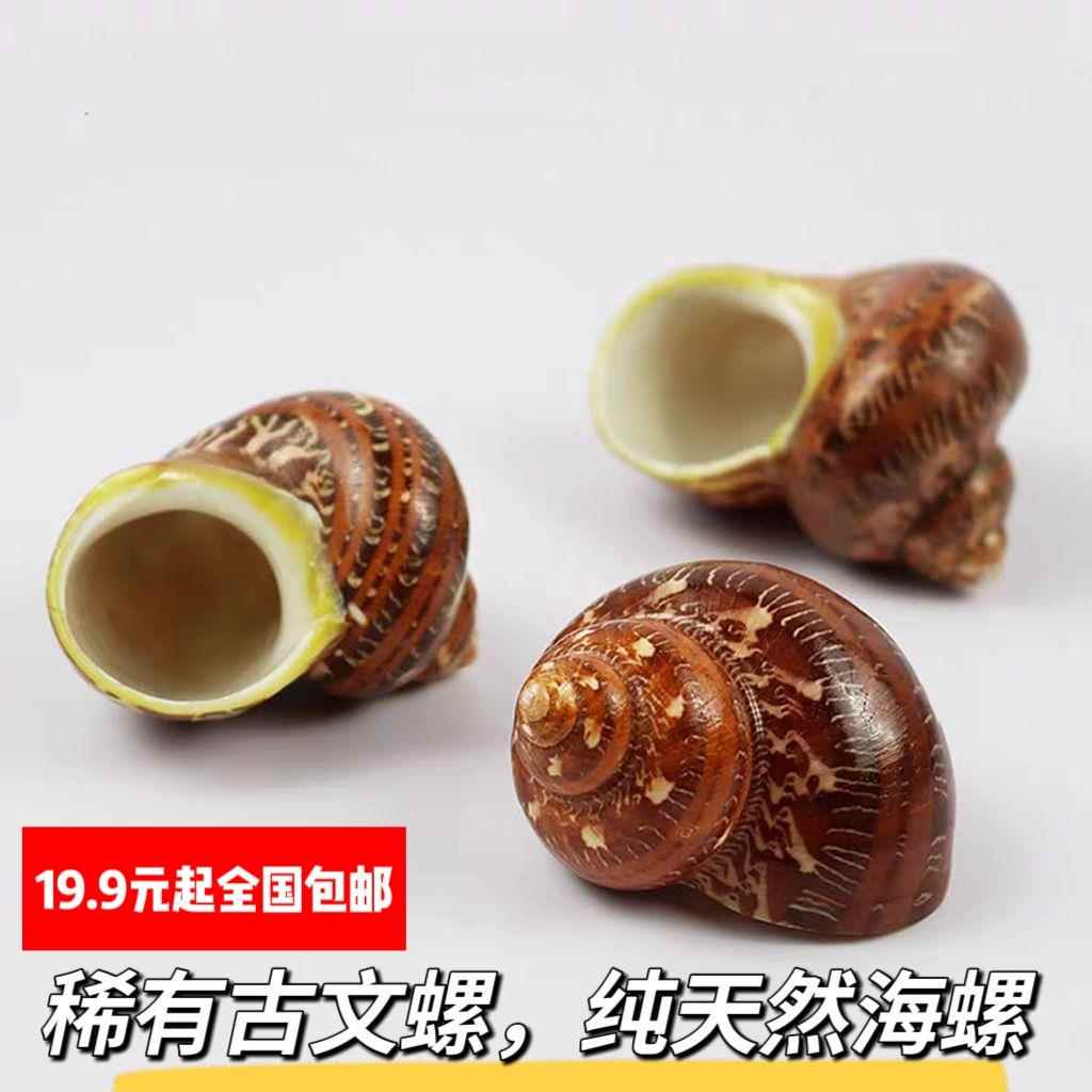 天然海螺 古文猫眼螺 寄居蟹替换备用壳手工diy去皮 三湖卷贝躲避