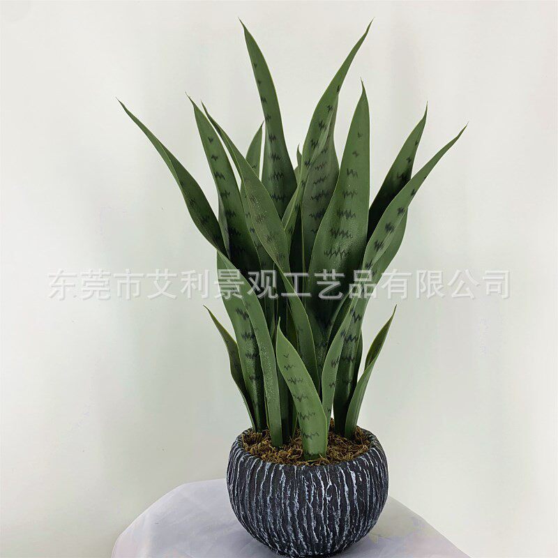 龙舌兰植物盆栽室内外装饰绿植虎皮兰盆景高