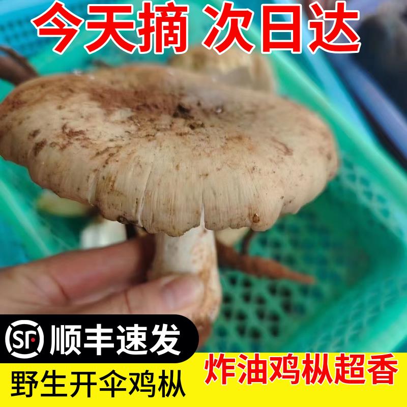 现货新鲜野生鸡肉丝菇2斤半开 伞鸡纵荔枝菌云南野生三塔菇 开 鸡