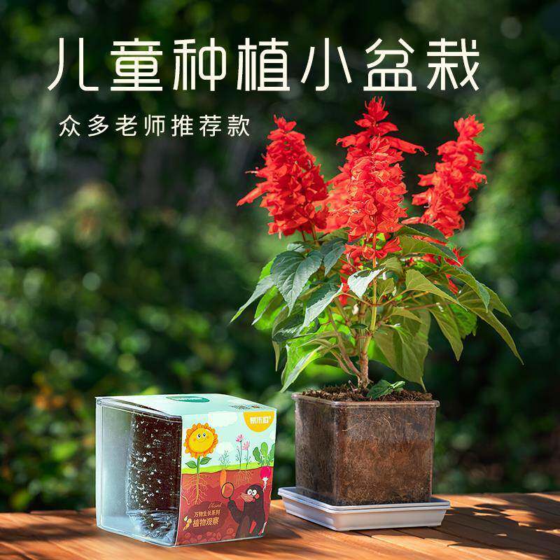 儿童种植小盆栽学生科学实验观察套装透明盆花草植物桌面绿植好养
