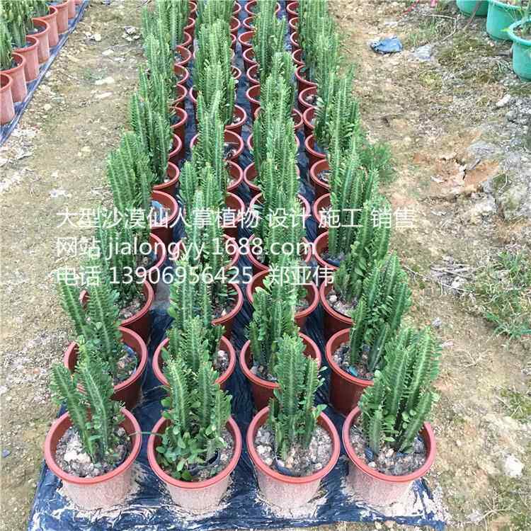 高70仙人柱绿龙骨花植物盆栽龙骨柱霸王鞭室内绿植盆栽设计
