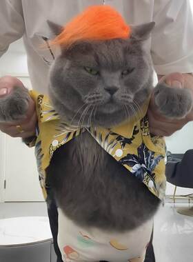 丫头~~夏威夷风印花猫咪衬衫杀马特假发宠物搞笑舞蹈拍照衣服道具