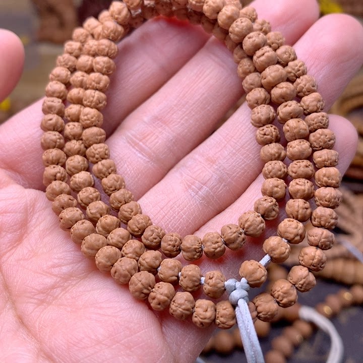 佛手5mm 五爪金龙 红皮矮桩铁籽