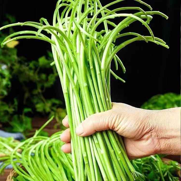 芦蒿种子四蒿季种植清香脆嫩四季可种简单易栽培蔬菜水柳蒿种子