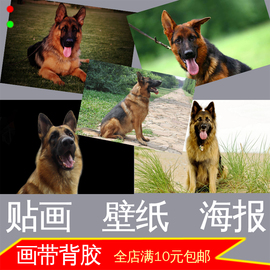 狼狗牧羊犬照片海报德国黑背猛犬大型犬类装饰画墙贴画壁挂画自粘