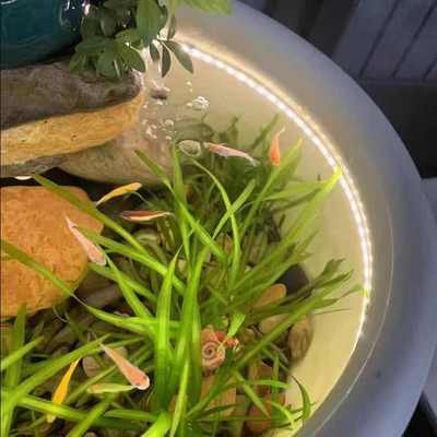 水底灯带24v低压led实心硅胶灯条鱼池灯户外防水自粘古法鱼缸灯带