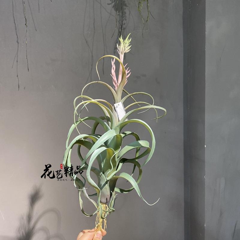 开花空气草仿真花凤梨松萝铁兰垂吊软装造景绿植壁挂绢花多肉单只