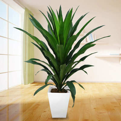 巴西铁盆栽也门铁青叶盆景室内外植物大型绿植花卉万年青净化空气