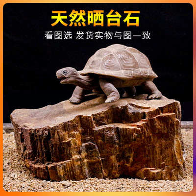 乌龟晒台石头高水位爬台龟缸鱼缸天然造景石木化石养龟专用鹅暖石