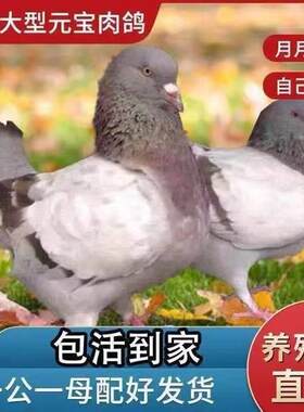 新品种大型元宝活体观赏鸽原配肉鸽繁殖包邮可养一公一母