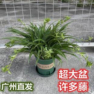 金边吊兰垂吊盆栽室内净化空气吸甲醛办公室大盆绿植带藤水培植物
