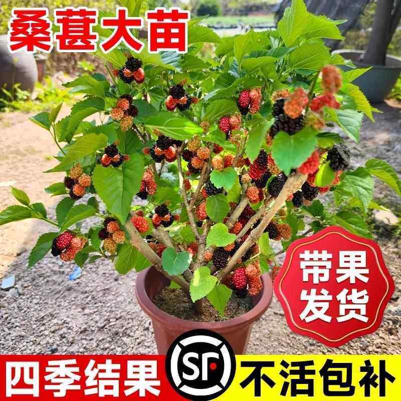 桑葚树苗 嫁接地盆栽南北方种植大叶桑树苗当年结果桑葚苗
